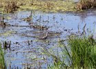 Greater Yellowlegs (3)