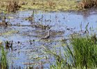 Greater Yellowlegs (4)