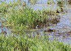Greater Yellowlegs (6)