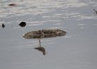 Greater Yellowlegs (7)