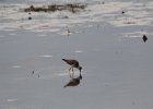 Greater Yellowlegs (9)