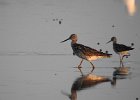 Greater Yellowlegs