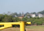 Willet (17)