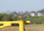 Willet (19)