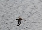 Willet (22)