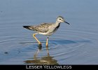 031 - 295 Lesser Yellowlegs