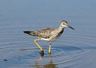 101Lesser Yellowlegs (32)