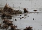 Lesser Yellowlegs (1)