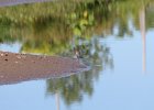 Lesser Yellowlegs (10)