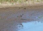 Lesser Yellowlegs (11)