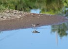 Lesser Yellowlegs (12)