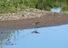 Lesser Yellowlegs (13)