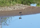 Lesser Yellowlegs (14)