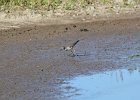 Lesser Yellowlegs (16)