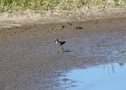 Lesser Yellowlegs (17)