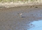 Lesser Yellowlegs (18)