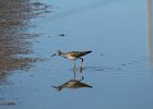 Lesser Yellowlegs (19)