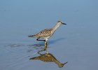 Lesser Yellowlegs (21)