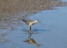 Lesser Yellowlegs (22)