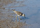 Lesser Yellowlegs (23)