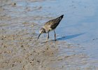 Lesser Yellowlegs (24)