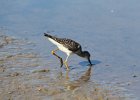 Lesser Yellowlegs (25)