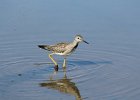 Lesser Yellowlegs (26)
