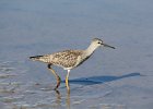 Lesser Yellowlegs (27)