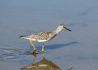 Lesser Yellowlegs (28)