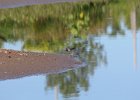 Lesser Yellowlegs (29)