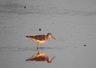 Lesser Yellowlegs (32)