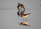 Lesser Yellowlegs (33)