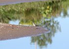 Lesser Yellowlegs (5)