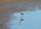 Lesser Yellowlegs