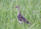 101Upland Sandpiper (2)