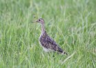 Upland Sandpiper (1)