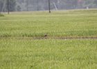 Upland Sandpiper (10)
