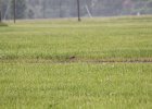 Upland Sandpiper (11)