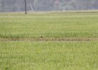 Upland Sandpiper (12)