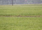 Upland Sandpiper (13)