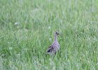 Upland Sandpiper (14)