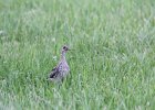 Upland Sandpiper (15)