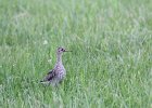 Upland Sandpiper (16)