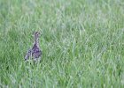 Upland Sandpiper (17)