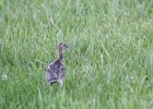 Upland Sandpiper (18)