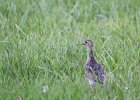 Upland Sandpiper (19)
