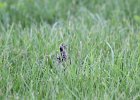 Upland Sandpiper (2)