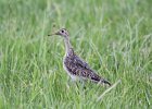 Upland Sandpiper (20)