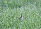 Upland Sandpiper (3)