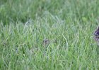 Upland Sandpiper (4)
